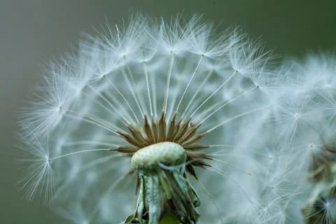 Two dandelions close up Fotos Stock