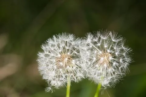 Two dandelions close up 库存照片