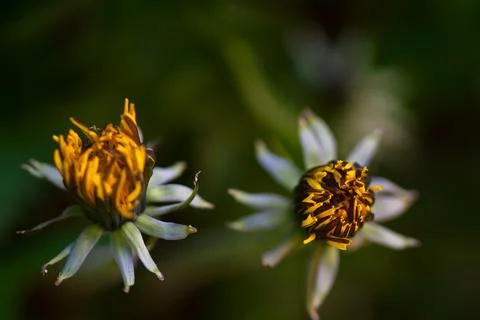 Two dandelions closed before evening macro nature Stock Photos