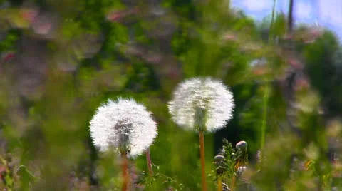 Two dandelions 库存影片 24578986