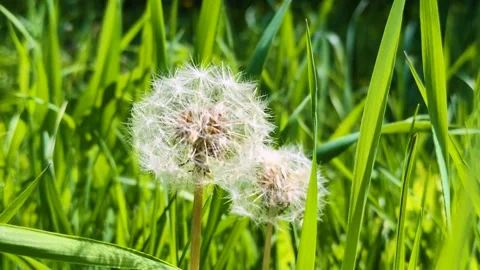 Two dandelions Stock Footage 307400561