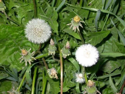 Two Dandelions Stock Photos