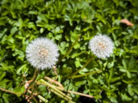 Two dandelions Stock Photos