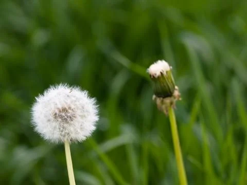 Two dandellions 写真素材