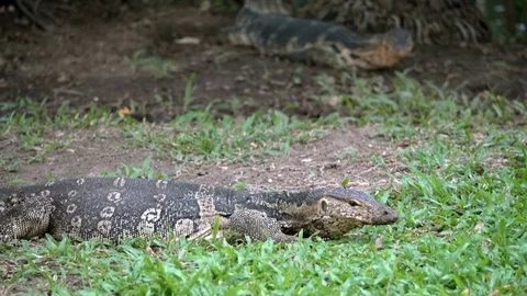 Two dangerous lizards predators wild striped varans, varanus salvator, on grass Stock Footage 75334796