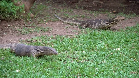 Two dangerous lizards predators wild striped varans, varanus salvator, on grass Video stock 75411656