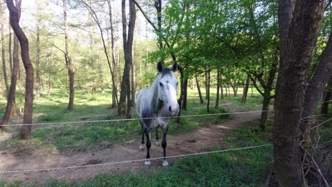 Two dapple gray horses standing in a forest enclosure Vídeo Stock 334795884