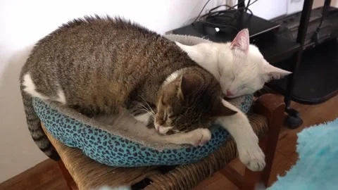 Two dark and white cats sleeping together on their bed in the living room Stock Footage 164558928