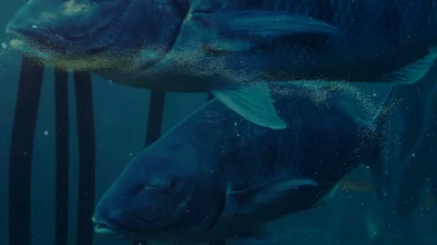 Two dark-blue fish moving forward, displacing plankton into looping ribbon and Stock Footage 334013614