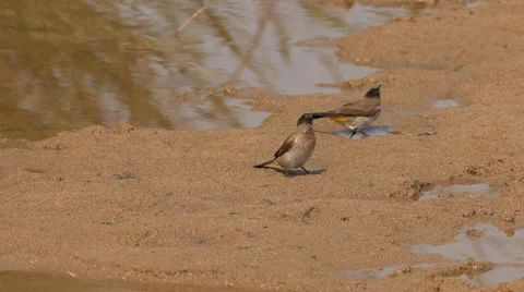 Two Dark-capped Bul-Bul's walking on sand Stock Footage 53088848