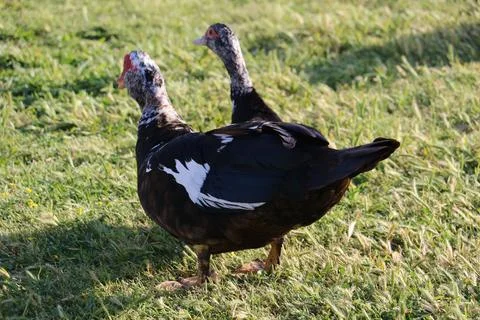 Two dark ducks with peppered heads standing in grass on a sunny day Stock Photos