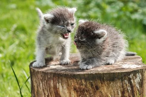 Two Dark gray Kittens Sitting on Stump. Stock Photos