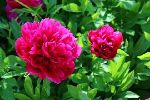 Two dark pink peonies in partial shade in the garden Stock Photos