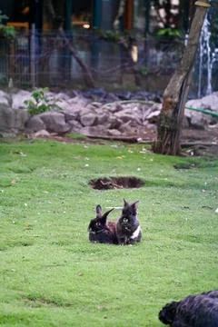 Two Dark Rabbits Sitting Together on Bright Green Grass Lawn in a Park Stock Photos