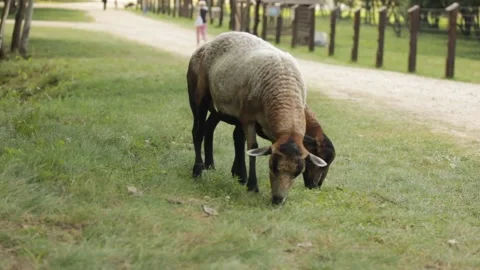 Two dark sheep are grazing at the grass field during the summer time Stock Footage 232860081