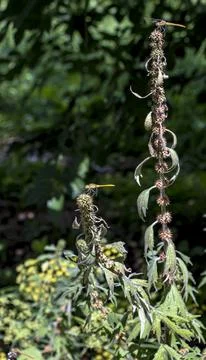 Two Darter Dragonflies Resting on Adjacent Dry Plant Stems Stock Photos