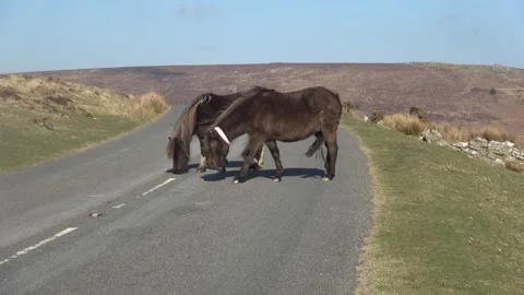 Two Dartmoor Ponies Standing on Road at Blind Corner, Devon, 4K Stock Footage 314516209