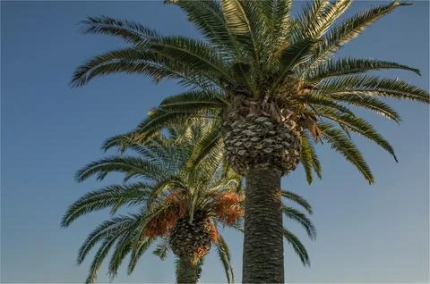 Two date palms against a clear blue spanish sky in Autumn Stock Photos