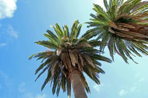 Two date palms, from below, against a blue sky Stock Photos