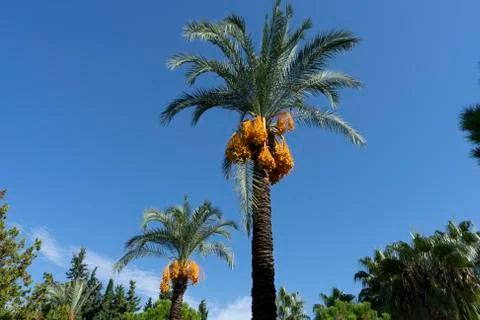 Two date palms with bunches of dates Stock Photos