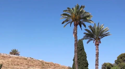 Two dates palm tree standing in sunny hilltop Stock Footage 66688980