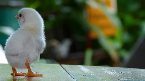 Two day old chick new born Stock Footage 64392793