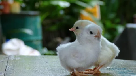Two day old chicks Stock Footage 64394265