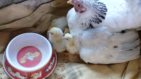 Two day old chicks owner touch feel the love Stock Footage 64394465