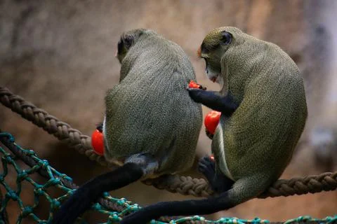 Two De Brazzas monkeys (Cercopithecus neglectus) eating tomatoes, sitting o.. Stock Photos
