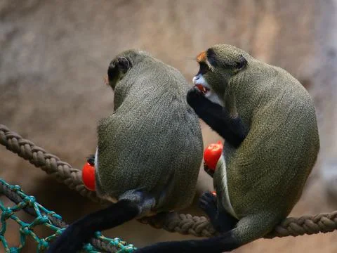 Two De Brazzas monkeys (Cercopithecus neglectus) eating tomatoes, sitting o.. Stock Photos