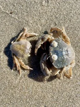 Two dead crabs on the seashore Stock Photos