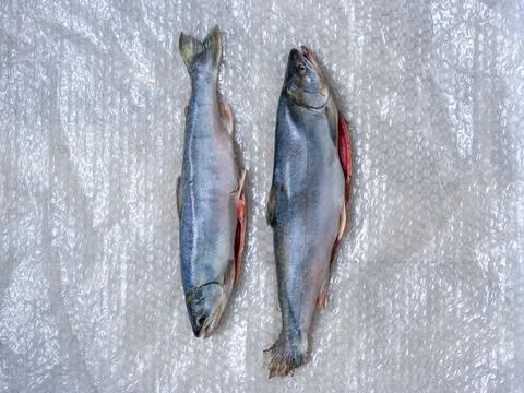 Two dead fish on plastic wrap. A fish dish. Stock Photos