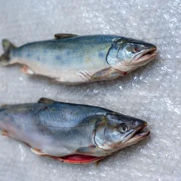 Two dead fish on plastic wrap. A fish dish. Stock Photos