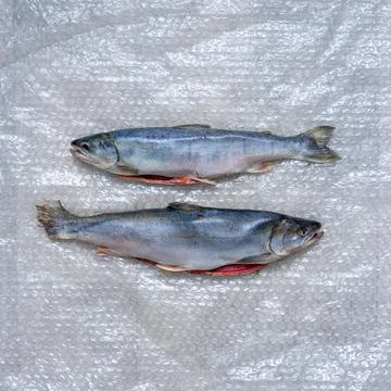 Two dead fish on plastic wrap. A fish dish. Stock Photos