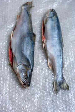 Two dead fish on plastic wrap. A fish dish. Stock Photos