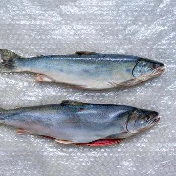 Two dead fish on plastic wrap. A fish dish. Foto stock