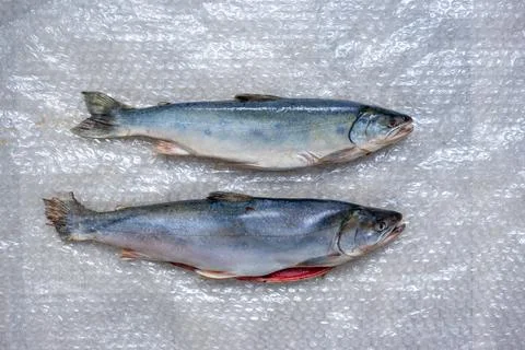 Two dead fish on plastic wrap. A fish dish. Foto stock