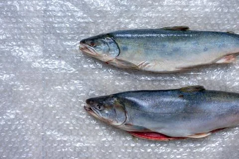 Two dead fish on plastic wrap. A fish dish. Stock Photos
