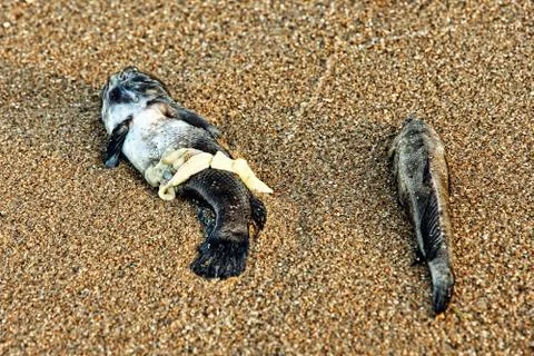 Two Dead Fish on sandy beach. Foto stock