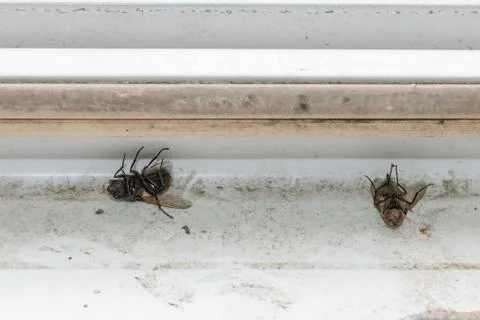 Two dead flies on white background Stock Photos