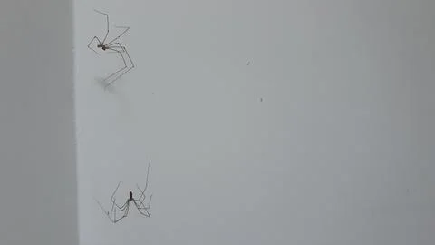 Two dead long-legged spiders on a white wall Stock Photos