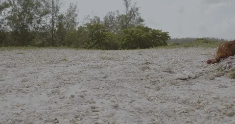 Two dead roosters reddish lying on the ground next to a rock Stock Footage 92445254