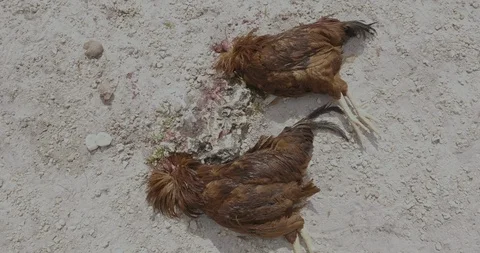 Two dead roosters reddish lying on the ground next to a rock Stock Footage 92445550