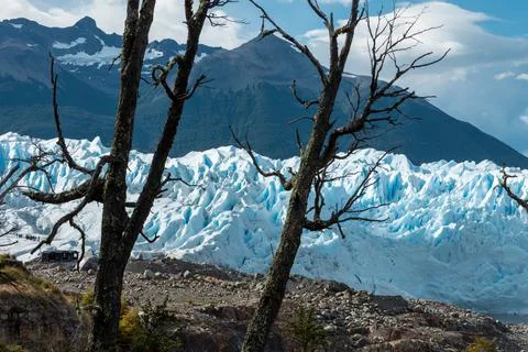 Two dead trees with Perito Moreno Glacier background Stock Photos