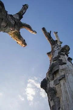 Two dead trees trying to reach one another Stock Photos