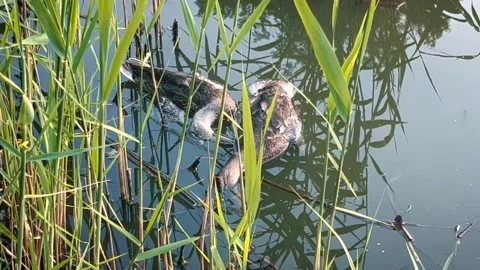 Two dead wild ducks on the surface of a small lake surrounded by green plants Stock Footage 245157771
