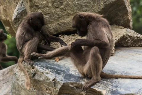 Two dear gelada monkeys do body care on a rock Stock Photos