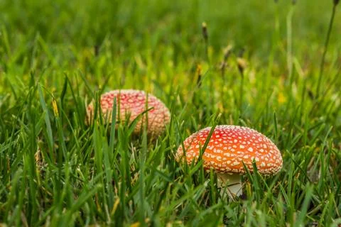Two Death Caps in Grass Foto stock