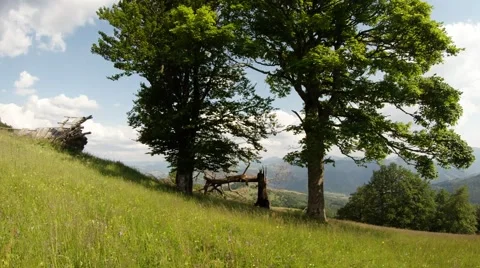 Two deciduous trees on the green hill Stock Footage 40621190