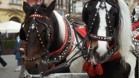 Two decorated horses - Front view Stock Footage 99316409